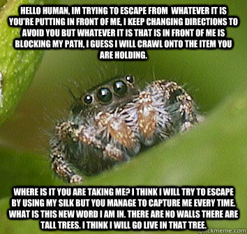 Hello human, im trying to escape from  whatever it is you're putting in front of me, I keep changing directions to avoid you but whatever it is that is in front of me is blocking my path, I guess I will crawl onto the item you are holding.  where is it yo  Misunderstood Spider