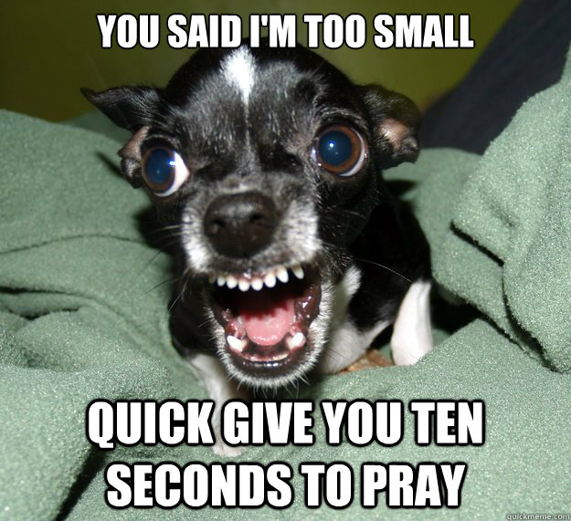you said I'm too small quick give you ten seconds to pray  Chihuahua Logic
