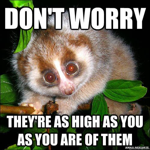Don't worry they're as high as you as you are of them - Don't worry they're as high as you as you are of them  Comforting slow loris