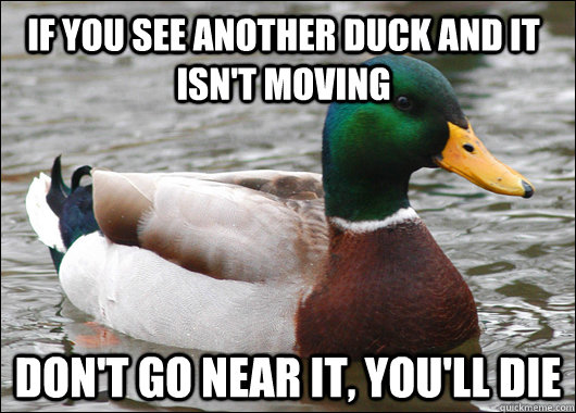If You See Another duck and it isn't moving Don't go near it, you'll die  Actual Advice Mallard