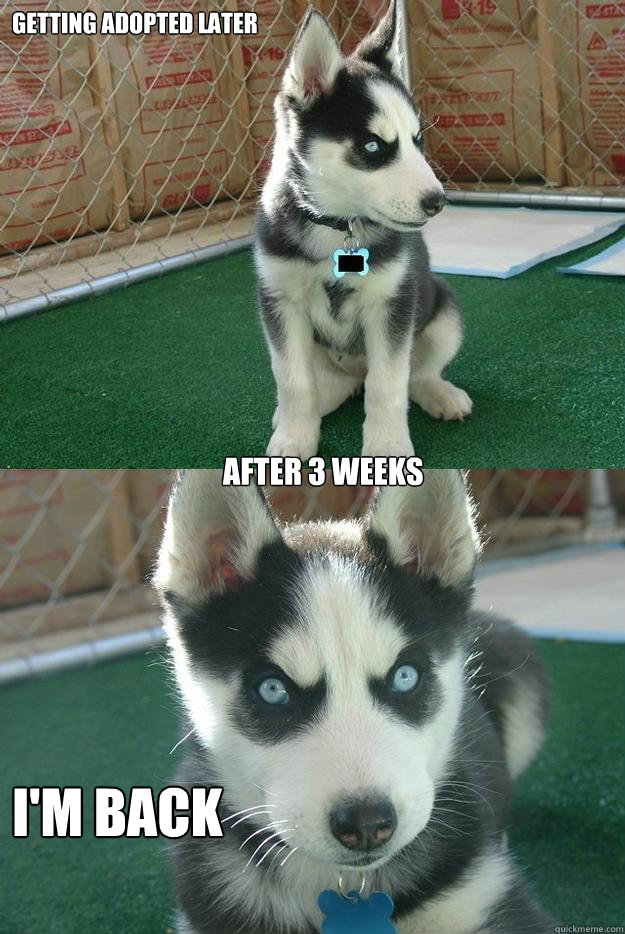 Getting adopted later I'm back after 3 weeks   Insanity puppy