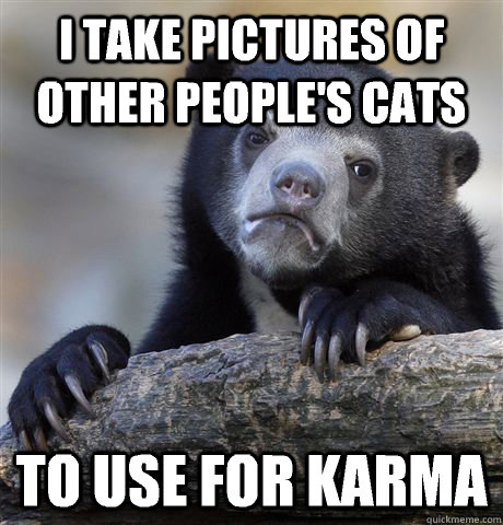 I take pictures of other people's cats To use for karma  Confession Bear