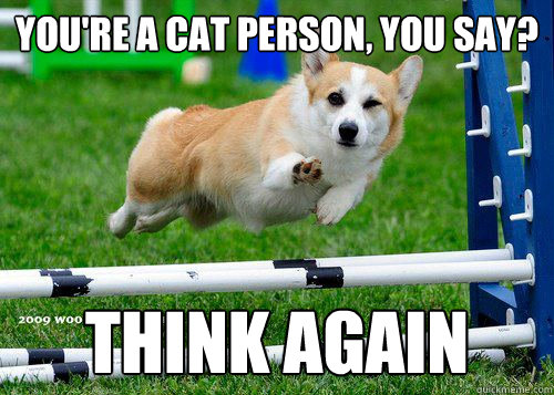 you're a cat person, you say? think again - you're a cat person, you say? think again  Ridiculously Photogenic Dog