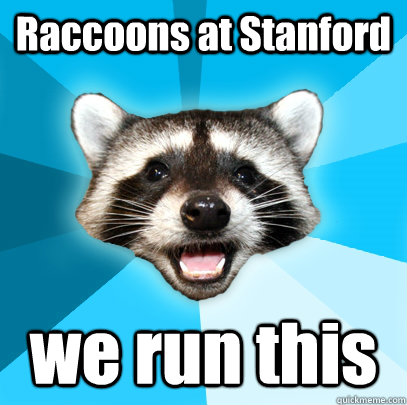 Raccoons at Stanford we run this  Lame Pun Coon
