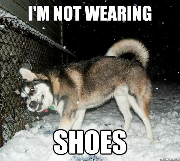 I'm not wearing   Shoes - I'm not wearing   Shoes  Sudden Clarity Canine