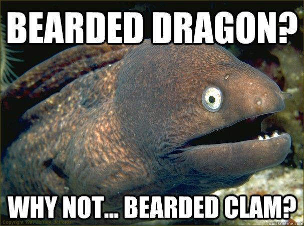 bearded dragon? why not... bearded clam? - bearded dragon? why not... bearded clam?  Bad Joke Eel