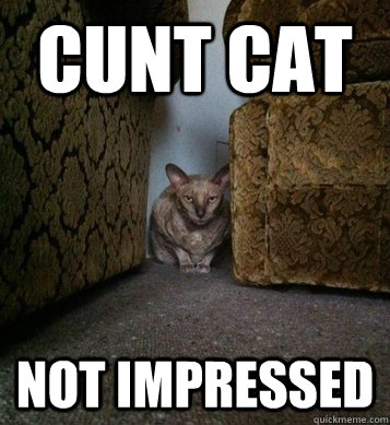 Cunt Cat Not impressed   Cunt Cat