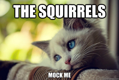 The Squirrels  mock me  First World Problems Cat