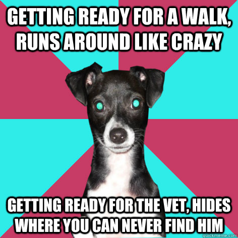 Getting ready for a walk, runs around like crazy getting ready for the vet, hides where you can never find him  Dickhead Dog