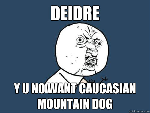 deidre y u no want caucasian mountain dog  Y U No