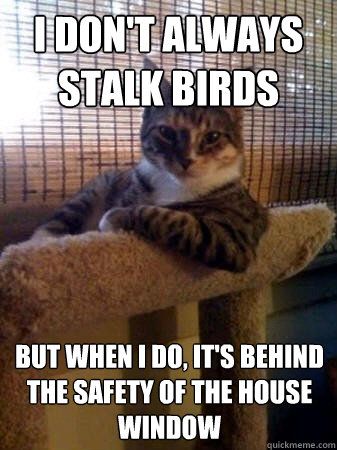 I don't always stalk birds but when I do, It's behind the safety of the house window  The Most Interesting Cat in the World