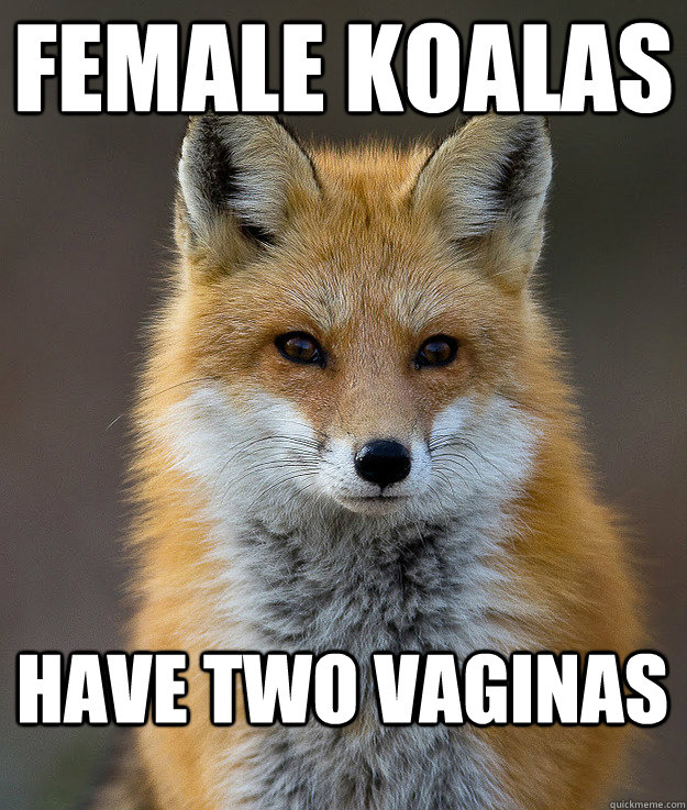 Female Koalas Have two vaginas  Fun Fact Fox