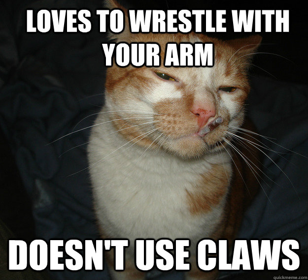 loves to wrestle with your arm doesn't use claws  Cool Cat Craig