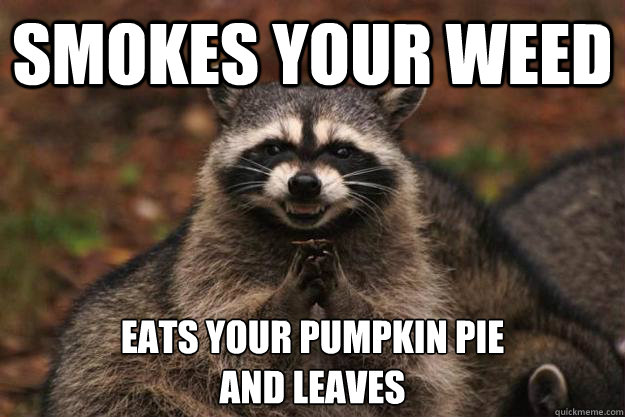 smokes your weed eats your pumpkin pie
and leaves  - smokes your weed eats your pumpkin pie
and leaves   Evil Plotting Raccoon