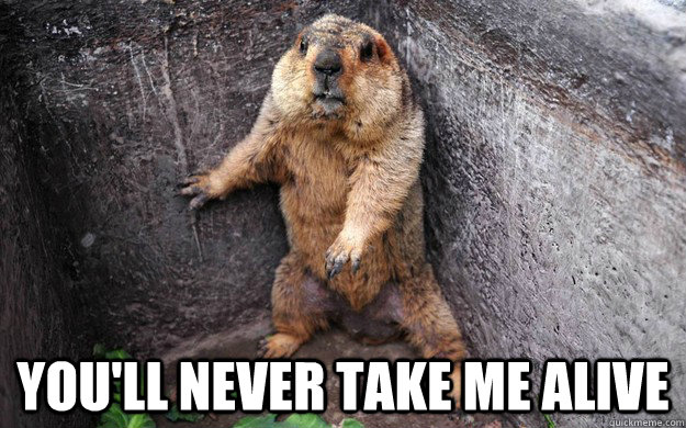  you'll never take me alive -  you'll never take me alive  trapped groundhog