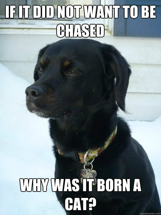 If it did not want to be chased Why was it born a cat?  Philosophical Puppy