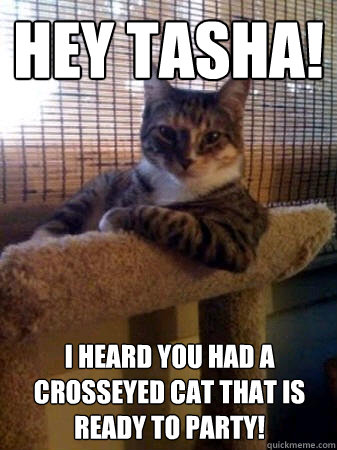 Hey Tasha! I heard you had a crosseyed cat that is ready to party!  The Most Interesting Cat in the World