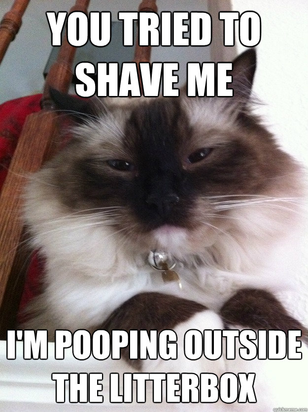 You tried to shave me i'm pooping outside the litterbox  Sagwa the Diva Cat