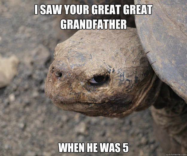I Saw your Great Great Grandfather When he was 5  Insanity Tortoise