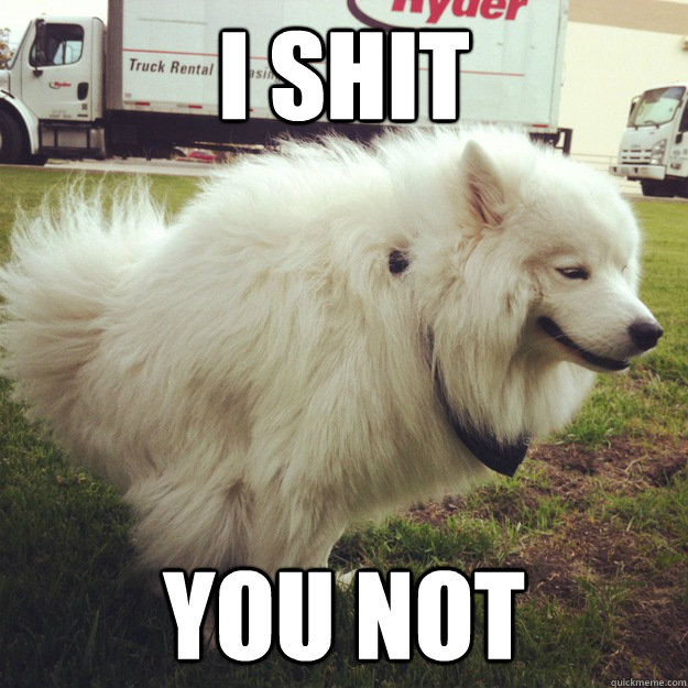 I shit you not - I shit you not  Ridiculously photogenic shitting dog