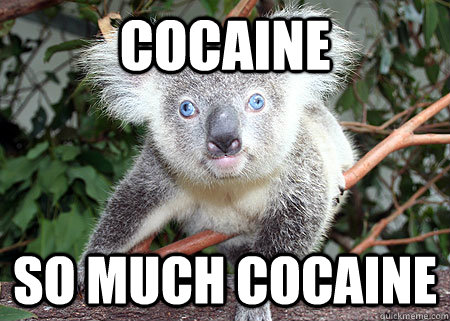 Cocaine So much cocaine - Cocaine So much cocaine  Cocaine Koala