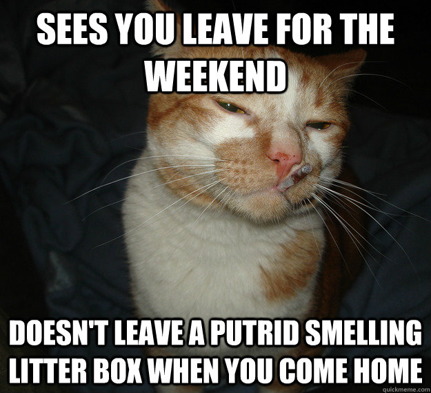 Sees you leave for the weekend Doesn't leave a putrid smelling litter box when you come home  Cool Cat Craig