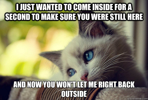 I just wanted to come inside for a second to make sure you were still here and now you won't let me right back outside  First World Problems Cat