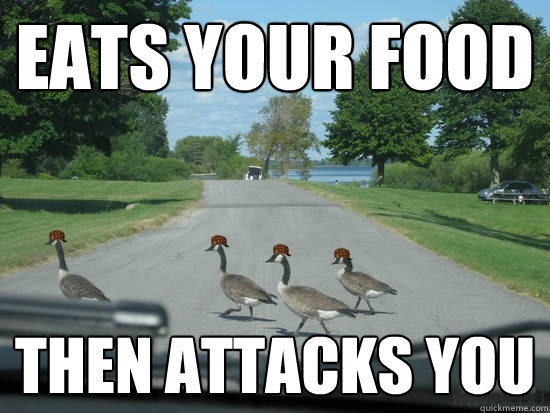 Eats your food then attacks you  Scumbag Geese