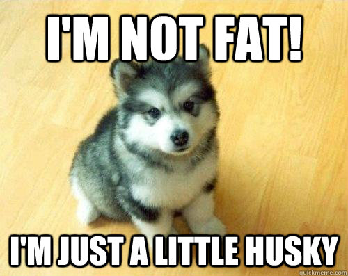 I'm not fat! I'm just a little Husky  Baby Courage Wolf
