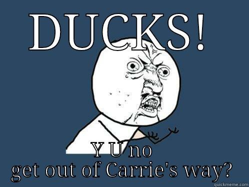 DUCKS! Y U NO GET OUT OF CARRIE'S WAY? Y U No