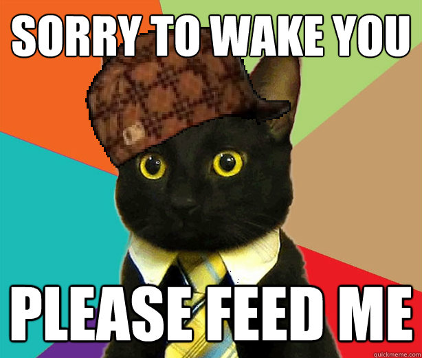 sorry to wake you please feed me - sorry to wake you please feed me  Scumbag Cat
