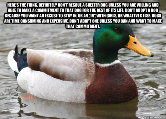 Here's the thing, definitely don't rescue a shelter dog unless you are willing and able to make a commitment to that dog for the rest of its life. Don't adopt a dog because you want an excuse to stay in, or an 
