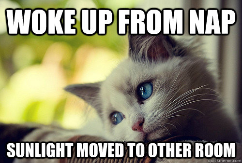 woke up from nap sunlight moved to other room   First World Problems Cat