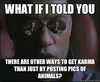 What if I told you There are other ways to get karma than just by posting pics of animals?  Morpheus SC