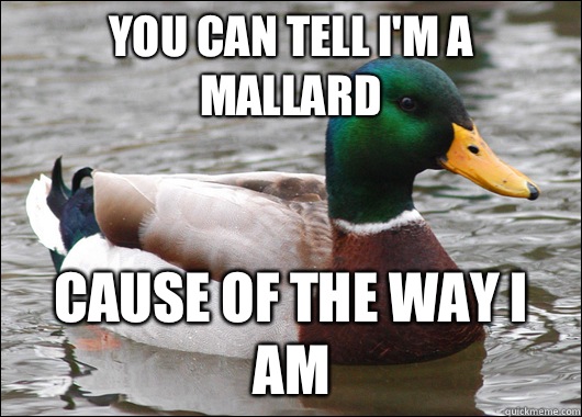 You can tell I'm a mallard Cause of the way I am  Actual Advice Mallard