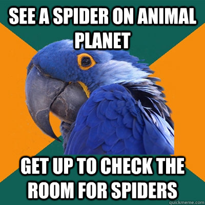 see a spider on animal planet get up to check the room for spiders  Paranoid Parrot