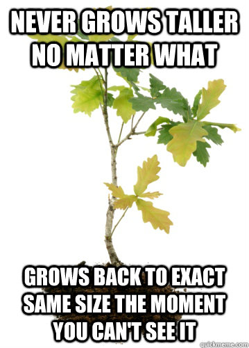 Never Grows Taller No Matter What Grows Back to Exact same Size the Moment You Can't See It  Scumbag Pokemon Tree