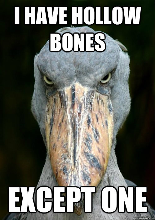 I have hollow bones Except One  Serious Shoebill Stork