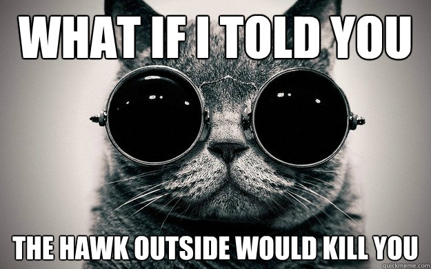 what if I told you the hawk outside would kill you  Morpheus Cat Facts