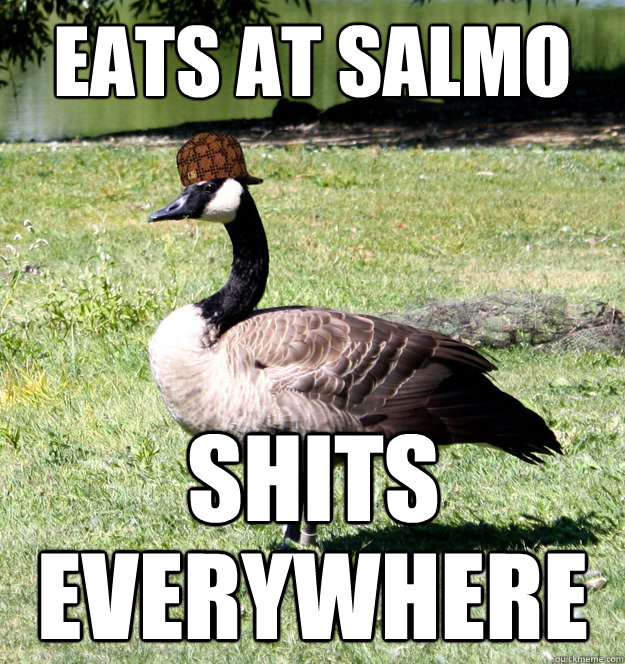 eats at salmo shits everywhere  Scumbag Goose