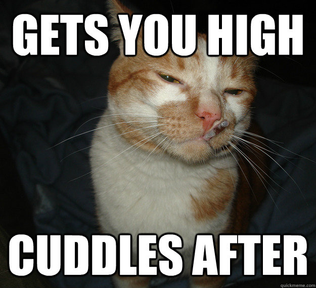 gets you high cuddles after  Cool Cat Craig