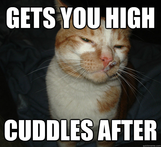 gets you high cuddles after - gets you high cuddles after  Cool Cat Craig