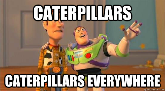 Caterpillars caterpillars everywhere  Buzz Glitter