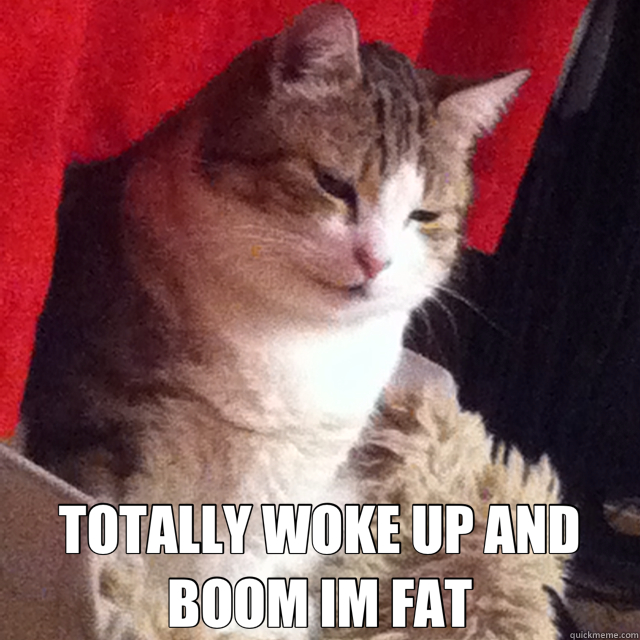  TOTALLY WOKE UP AND BOOM IM FAT  drunk fat cat