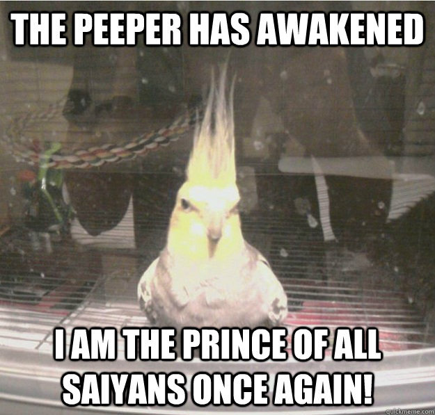 The peeper has awakened I am the prince of all saiyans once again!   Super Saiyan Parrot
