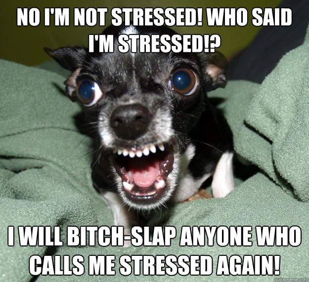 No I'm not stressed! Who said I'm stressed!? I will bitch-slap anyone who calls me stressed again! - No I'm not stressed! Who said I'm stressed!? I will bitch-slap anyone who calls me stressed again!  Chihuahua Logic