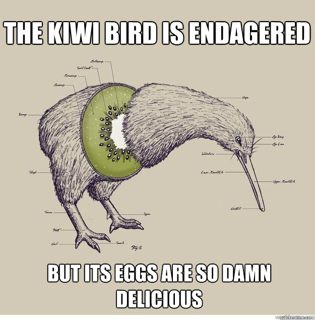 the kiwi bird is endagered but its eggs are so damn delicious - the kiwi bird is endagered but its eggs are so damn delicious  frutykiwi