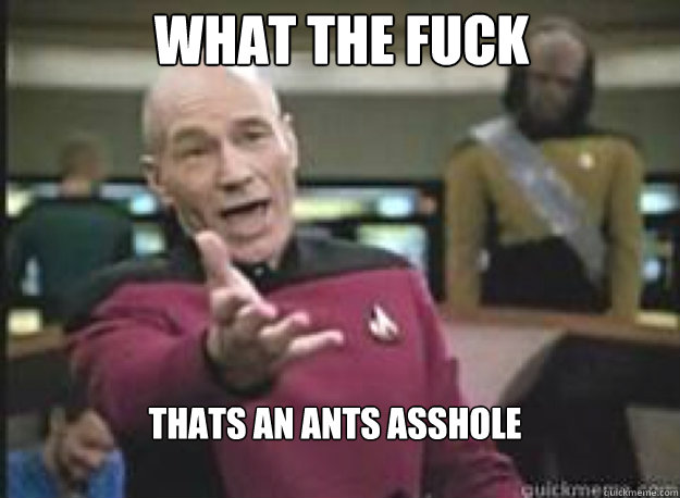 What the fuck thats an ants asshole  What the Fuck