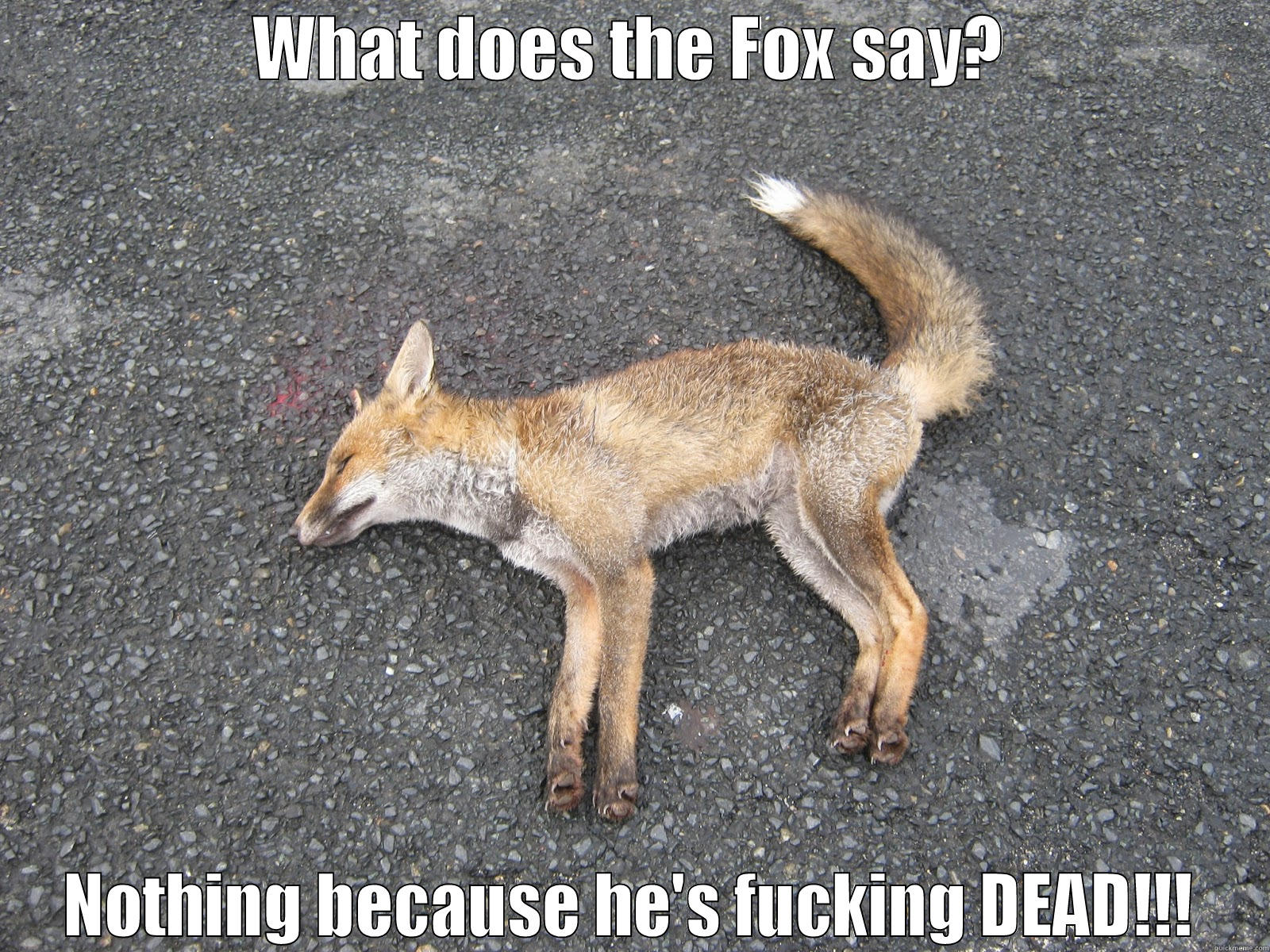What does the Fox say? - WHAT DOES THE FOX SAY? NOTHING BECAUSE HE'S FUCKING DEAD!!! Misc