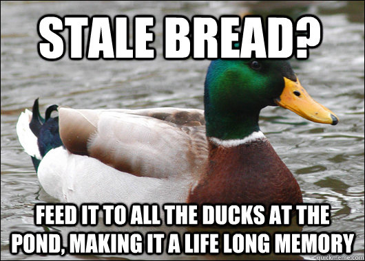 Stale Bread? feed it to all the ducks at the pond, making it a life long memory   Actual Advice Mallard
